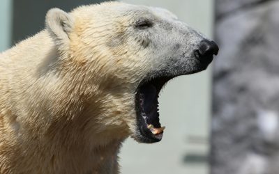 Krachtdieren – IJsbeer