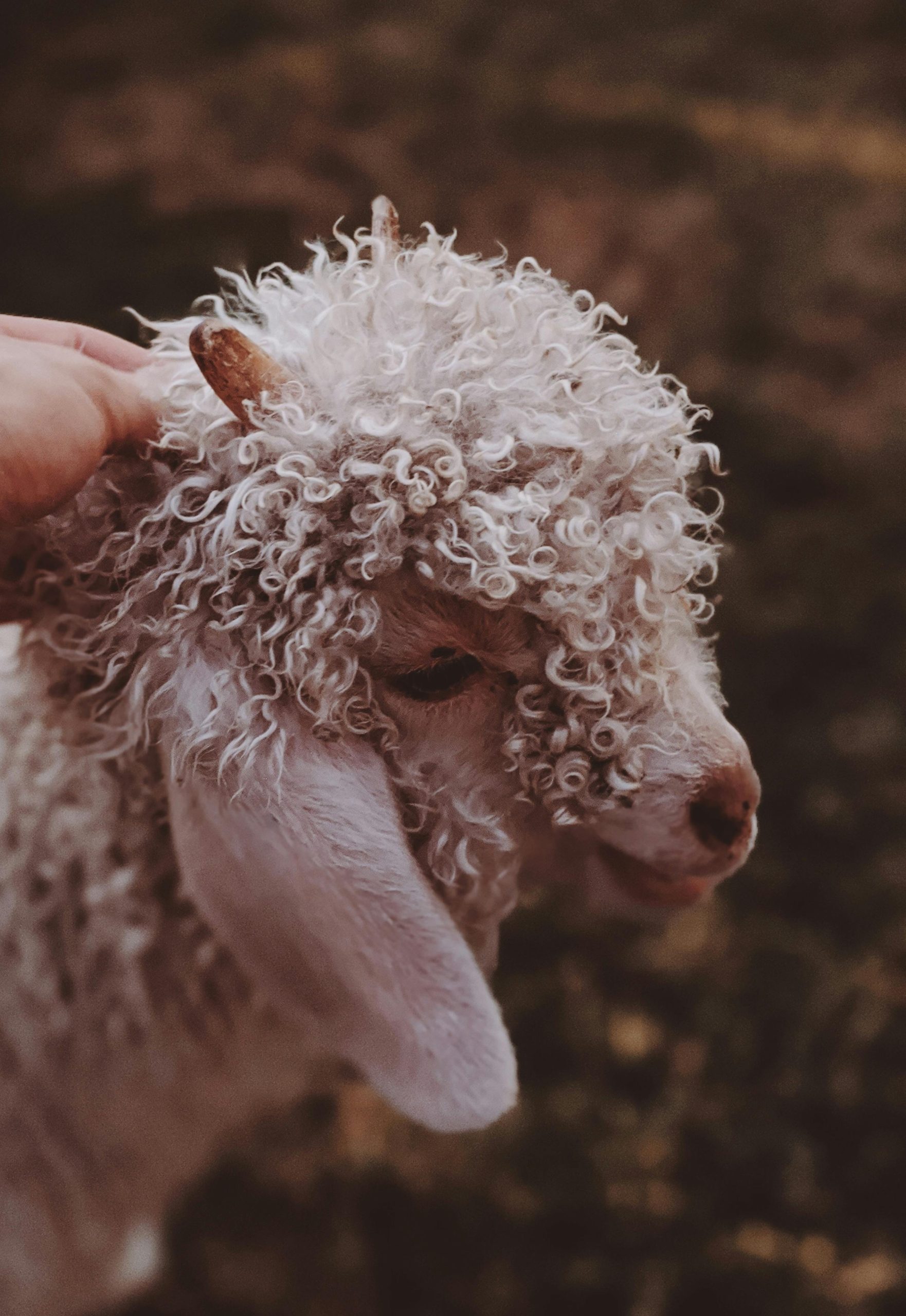 pexels-valeriiamiller-3565545 - schaap Geitje